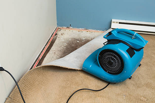 Best Water damage cleanup near me  in Acton, CA